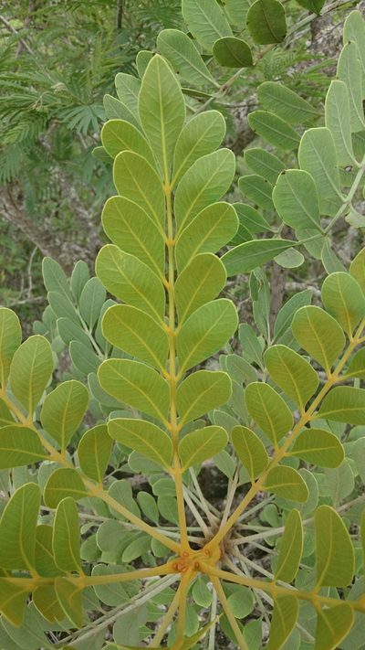 Pseudosmodingium virletii, photographed by Sandino Guerrero