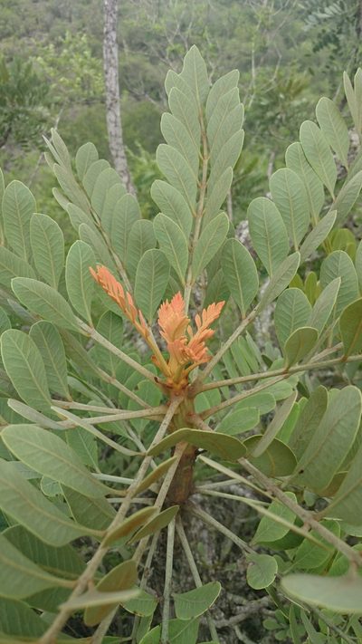 Pseudosmodingium virletii, photographed by Sandino Guerrero