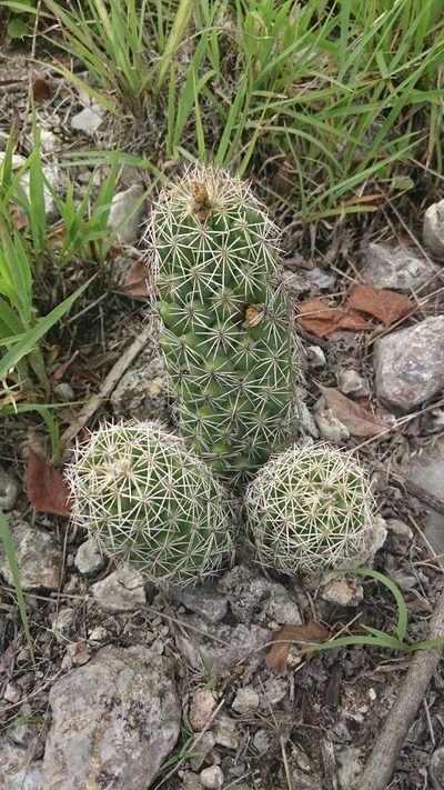Coryphantha jalpanensis, photographed by Sandino Guerrero