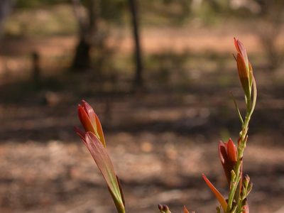 Daviesia mimosoides, photographed by Donald Hobern