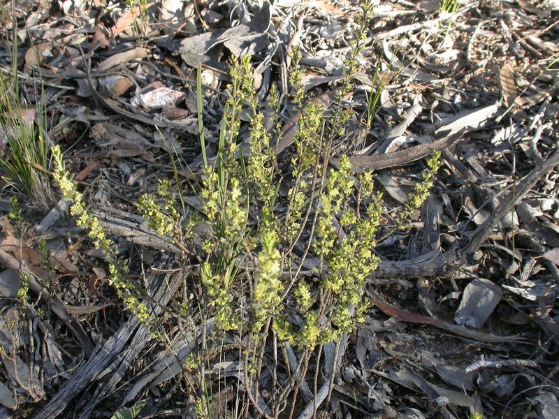 Phyllanthus occidentalis, photographed by Donald Hobern