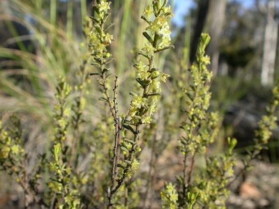Phyllanthus occidentalis, photographed by Donald Hobern