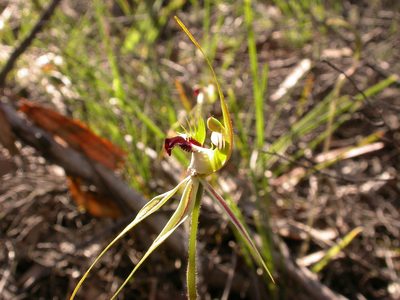 Caladenia atrovespa, photographed by Donald Hobern