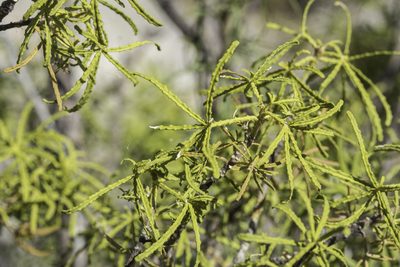 Choisya dumosa, photographed by Craig Martin