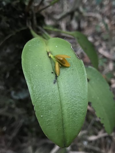 Acianthera polystachya, photographed by Nicolás Baresch Uribe