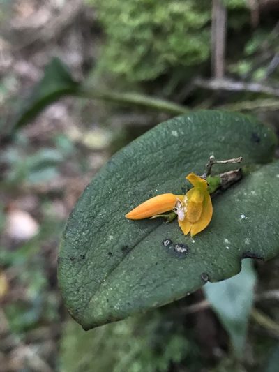 Acianthera polystachya, photographed by Nicolás Baresch Uribe