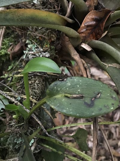 Acianthera polystachya, photographed by Nicolás Baresch Uribe