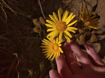 Senecio selloi, photographed by Andres Cavallo