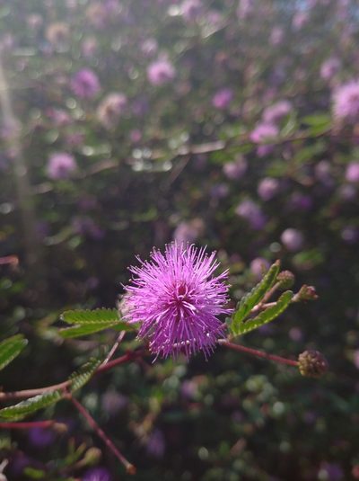 Mimosa uraguensis, photographed by Andres Cavallo