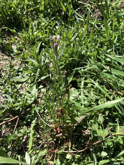 Epilobium obscurum, photographed by Nathan Odgers