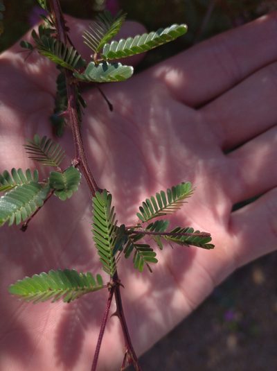 Mimosa uraguensis, photographed by Andres Cavallo