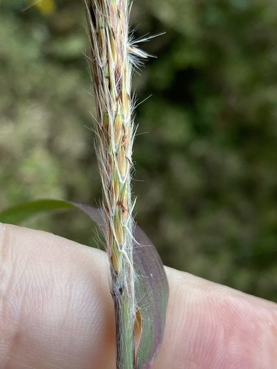 Erianthus alopecuroides, photographed by Alan Weakley