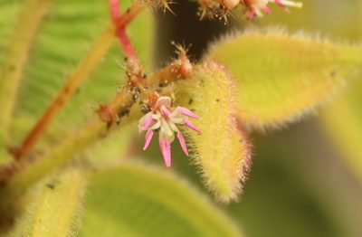Miconia domociliata, photographed by Andrés Ramírez-Barrera