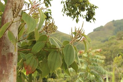 Miconia aeruginosa, photographed by Andrés Ramírez-Barrera