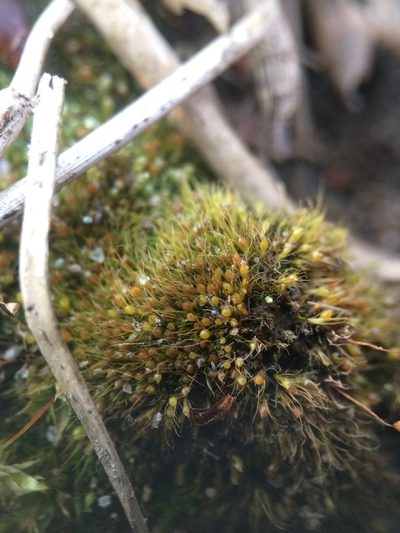 Pleuridium subulatum, photographed by Étienne Lacroix-Carignan