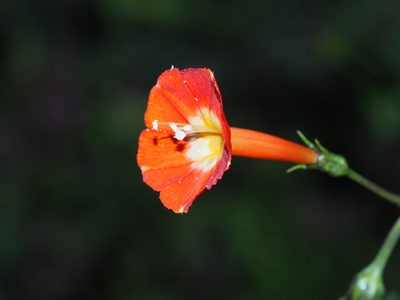 Ipomoea coccinea, photographed by Clay Gibbons