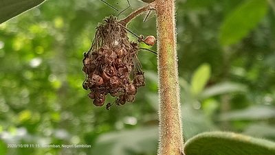 Glochidion superbum, photographed by Ong Jyh Seng