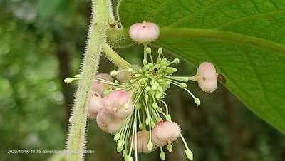Glochidion superbum, photographed by Ong Jyh Seng