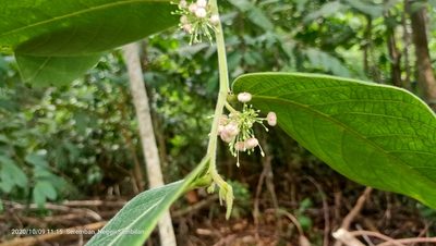Glochidion superbum, photographed by Ong Jyh Seng