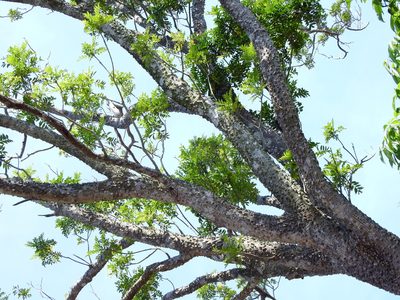 Zanthoxylum avicennae, photographed by Jacy Chen