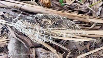 Hevea brasiliensis, photographed by Ong Jyh Seng