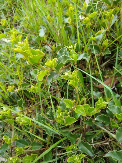 Podolobium procumbens, photographed by graeme lunt