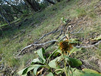 Helianthella quinquenervis, photographed by Jonathan Rodriguez