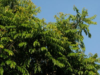 Putranjiva roxburghii, photographed by Jacy Chen