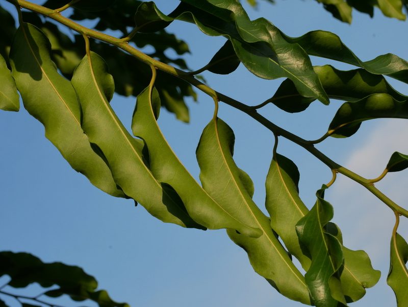 Putranjiva roxburghii, photographed by Jacy Chen