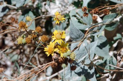 Bahiopsis reticulata, photographed by Jonathan Eisen