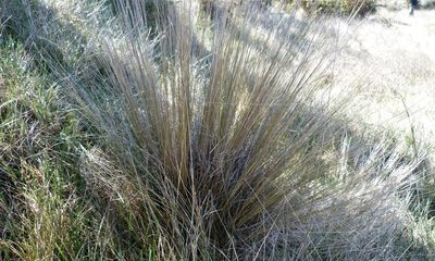 Festuca novae-zelandiae, photographed by Colin Meurk
