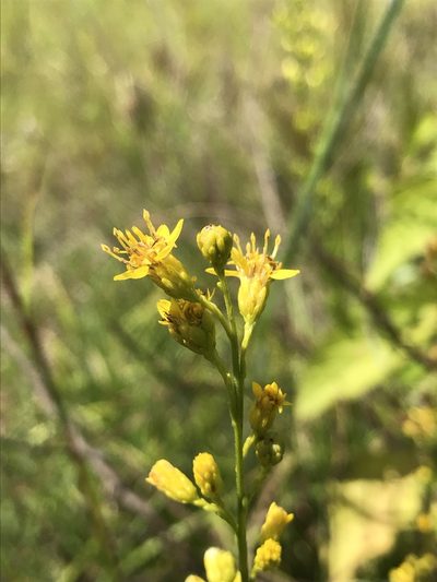 Solidago ludoviciana, photographed by Laura Clark