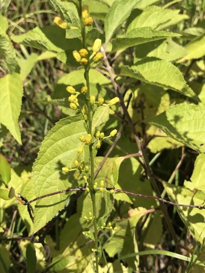 Solidago ludoviciana, photographed by Laura Clark