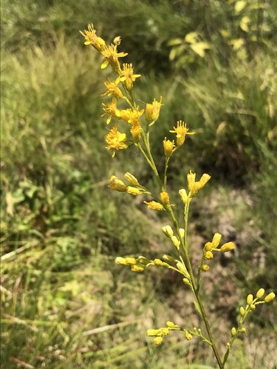 Solidago ludoviciana, photographed by Laura Clark