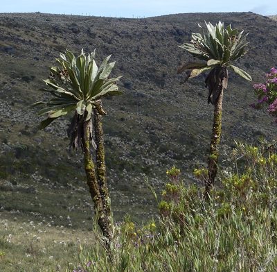 Espeletia uribei, photographed by Jean-Paul Boerekamps