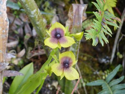 Telipogon berthae, photographed by Jean-Paul Boerekamps