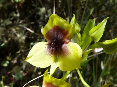 Telipogon berthae, photographed by Jean-Paul Boerekamps
