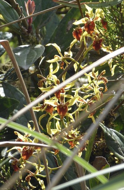 Cyrtochilum weirii, photographed by Jean-Paul Boerekamps