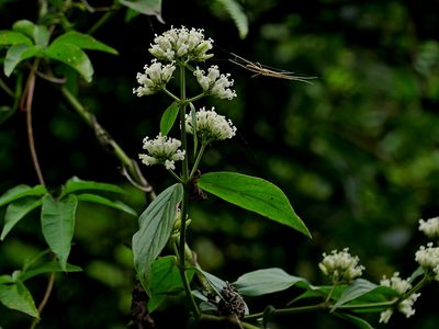 Dimetia hedyotidea, photographed by Jacy Chen