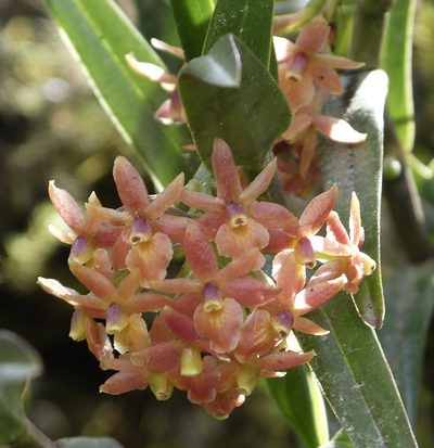 Epidendrum oxysepalum, photographed by Jean-Paul Boerekamps