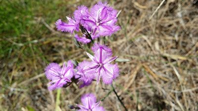 Thysanotus sparteus, photographed by Helium Luo