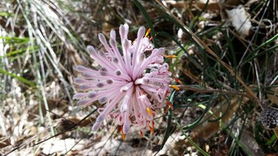 Petrophile linearis, photographed by Helium Luo