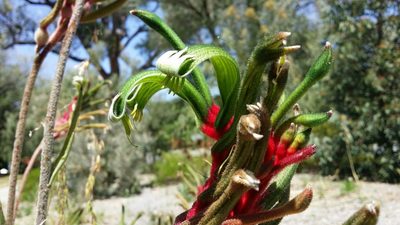Anigozanthos manglesii, photographed by Helium Luo