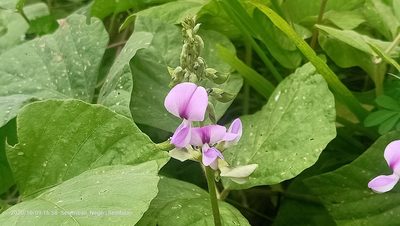 Neustanthus phaseoloides, photographed by Ong Jyh Seng