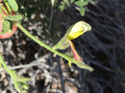 Rhynchosia schlechteri, photographed by Caroline Voget