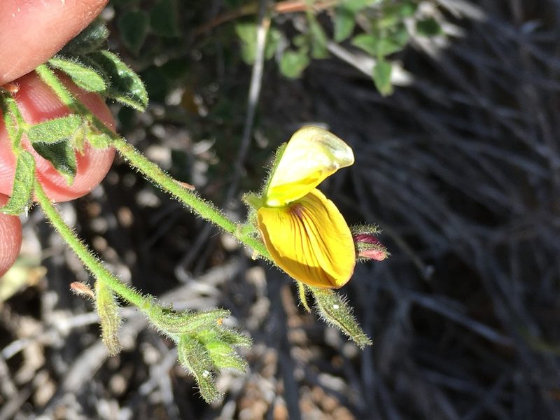 Rhynchosia schlechteri, photographed by Caroline Voget