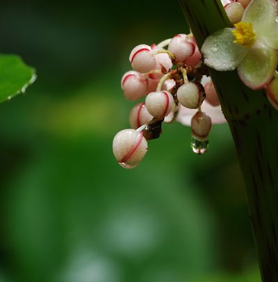 Begonia roxburghii, photographed by Rejoice Gassah
