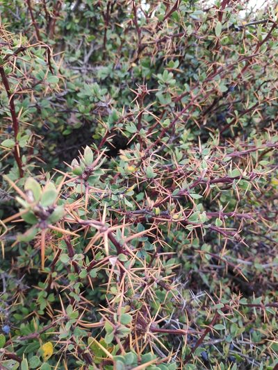 Berberis cretica, photographed by Ioannis Rallis