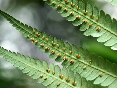 Cibotium barometz, photographed by Jacy Chen