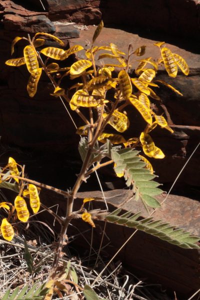 Senna notabilis, photographed by tobyyy